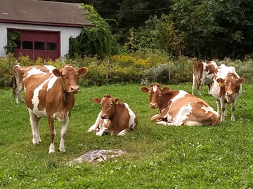 Guernsey Cows at Stillbrook Acres Farm